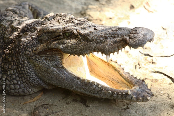 Obraz a crocodile with open jaws