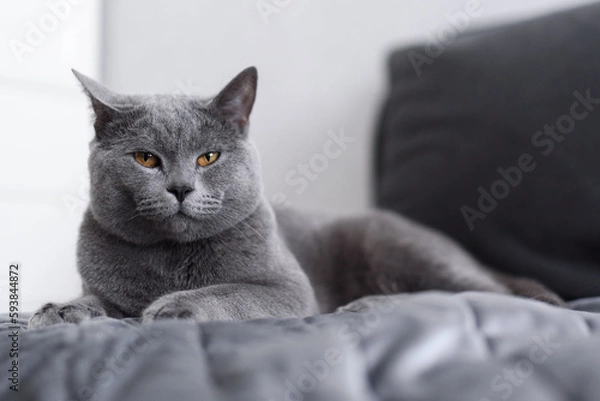 Obraz portrait of a cat. Gray cat close-up. Grey-blue British Shorthair cat. "Bulldog" of the cat world.