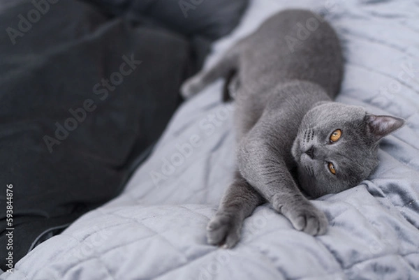 Obraz 
Close-up of a gray cat with orange eyes falls asleep. British shorthair blue-grey cat. Cat world. Caring care for a pet.