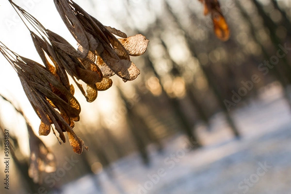 Fototapeta Winter forest at sunset. The sun's rays make their way through the trees. Winter landscape.