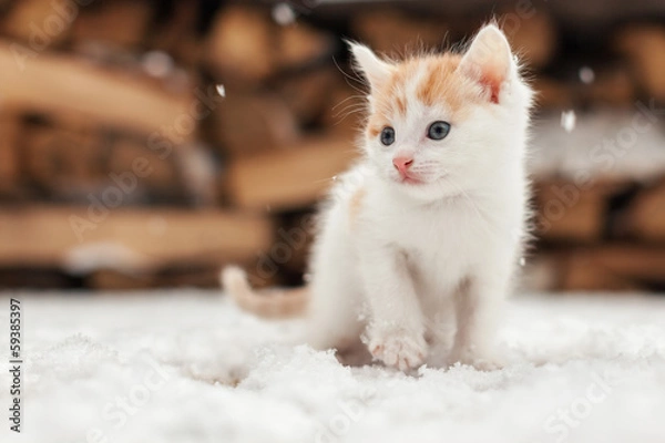 Obraz Small red lonely kitten on snow
