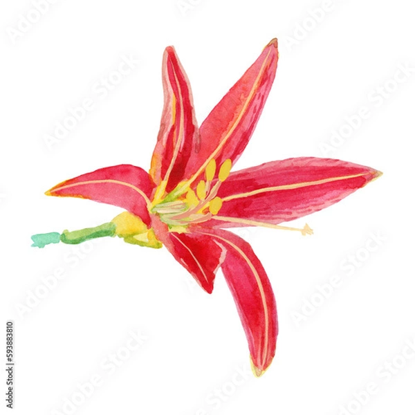 Obraz Hemerocallis Fulva Watercolor Painting