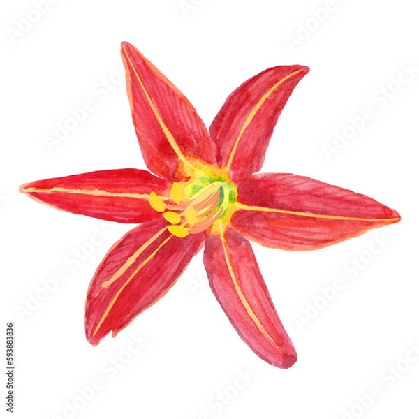 Obraz Hemerocallis Fulva close-up aquarelle flower