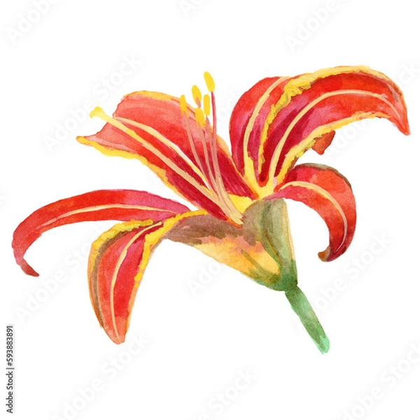 Obraz Watercolor painting of Hemerocallis Fulva