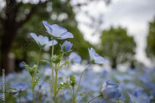 Fototapeta ネモフィラ
