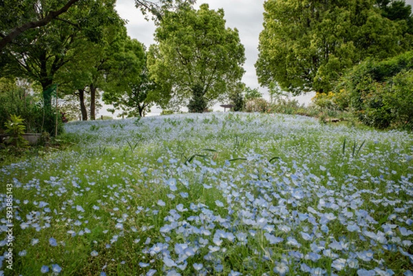 Fototapeta ネモフィラ