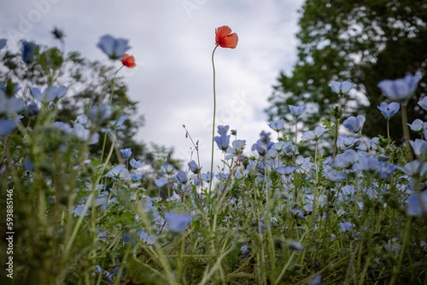 Fototapeta ネモフィラ