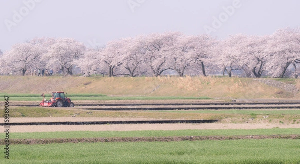 Fototapeta 桜が咲く春の風景