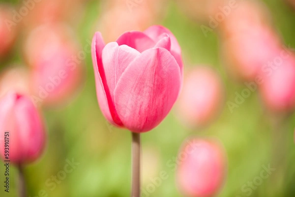 Obraz ピンク恋チューリップ