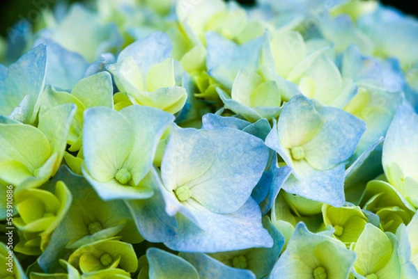 Obraz 明るい紫のあじさい