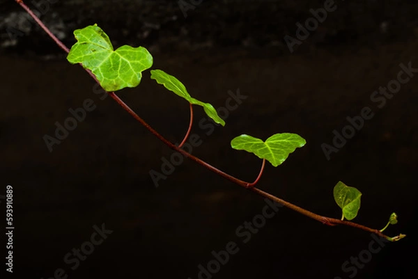 Obraz 壁のツタの葉