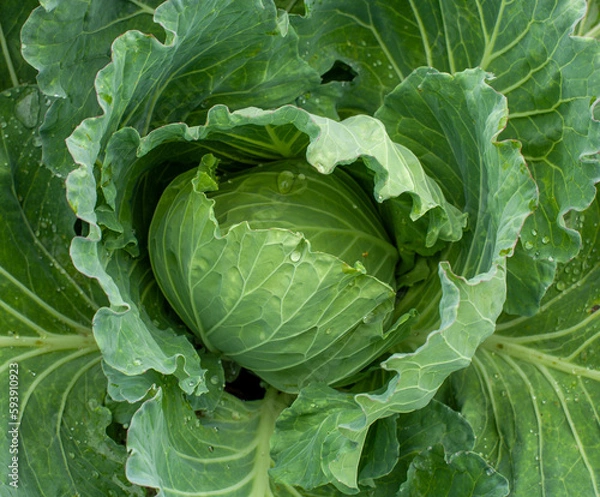 Obraz 巻き始めのキャベツ