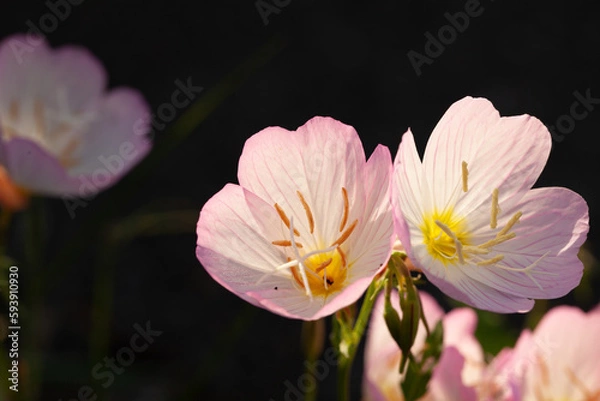 Obraz ピンクの花　つゆ草の花