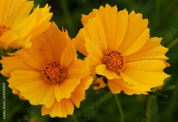 Obraz オレンジの花2輪
