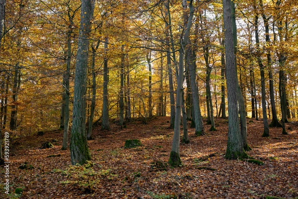 Obraz Autumn forest