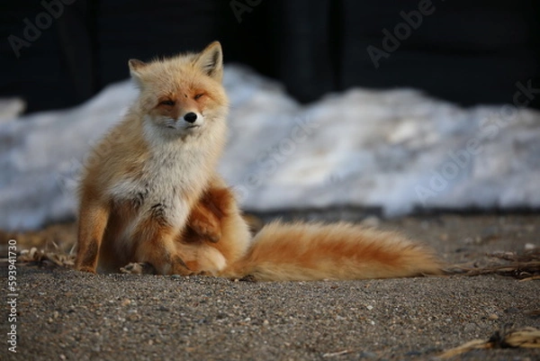 Obraz cute red fox sitting on the ground