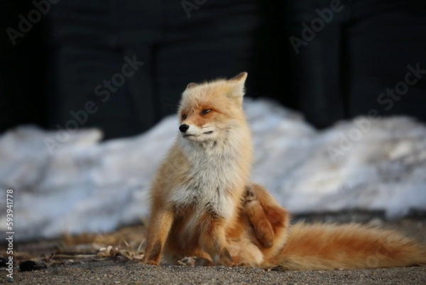 Obraz cute red fox sitting on the ground