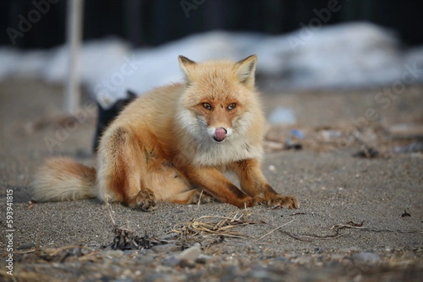 Obraz cute red fox sitting on the ground
