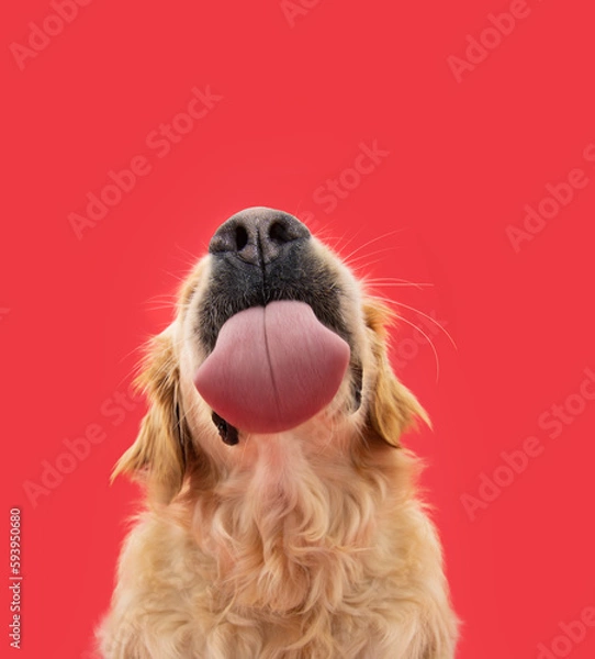 Obraz Funny portrait hungry labrador retriever puppy dog licking its lips with tongue. Isolated on red solid background