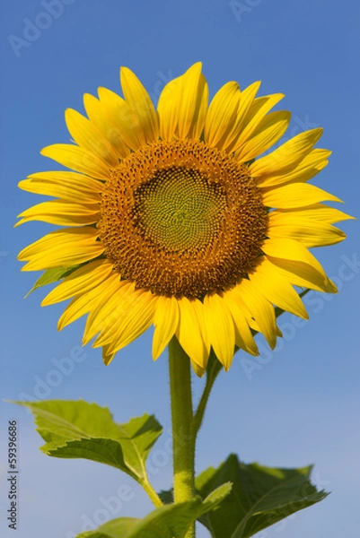 Obraz Sunflower isolate against blue sky background
