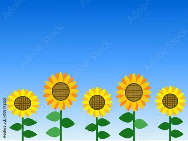 Obraz 向日葵畑の背景