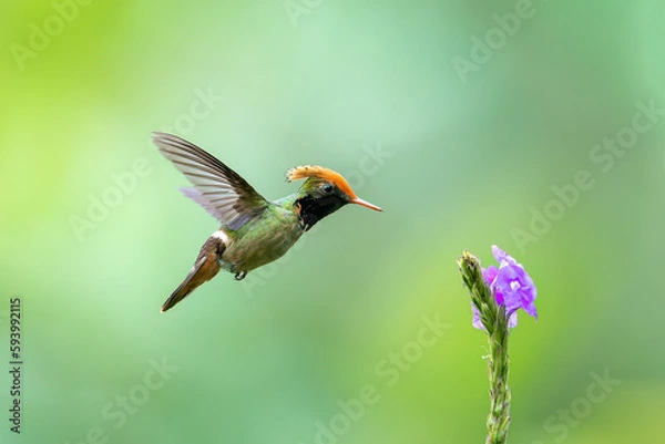Obraz hummingbird in flight