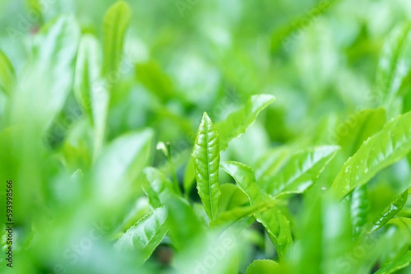 Fototapeta 茶葉・茶畑・新茶