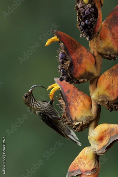 Obraz White-tipped Sicklebill