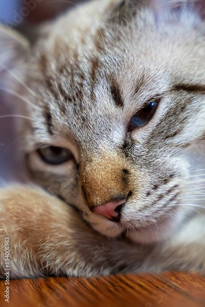 Obraz Resting cat, color point cat with blue eyes. Selective focus. close-up
