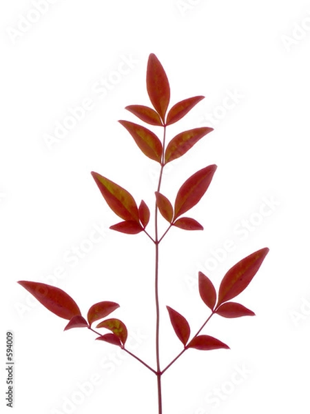 Obraz autumn leaves b