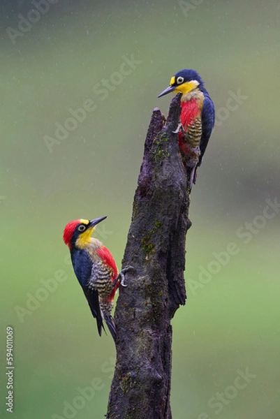 Obraz Yellow-fronted Woodpecker