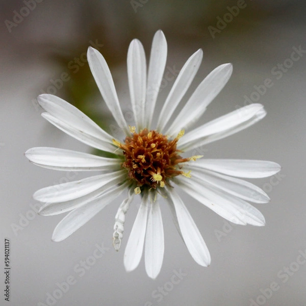 Fototapeta White Aster (Michaelmas daisy)