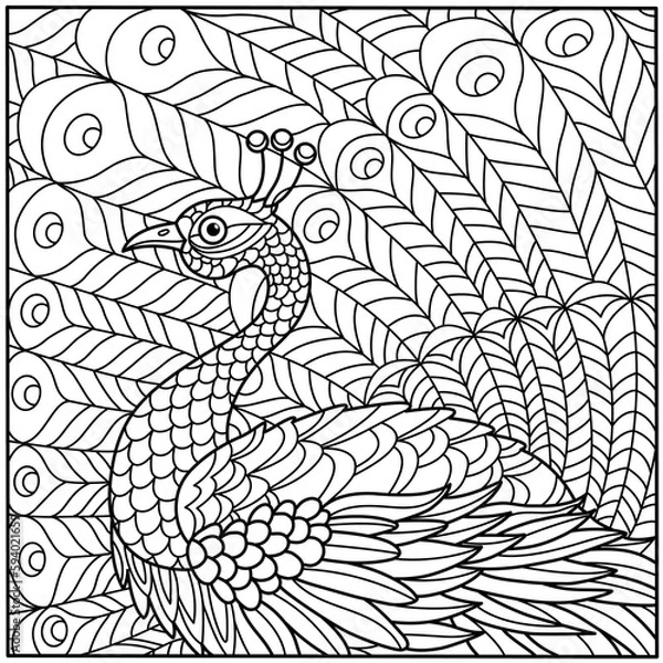 Obraz peacock coloring outline
