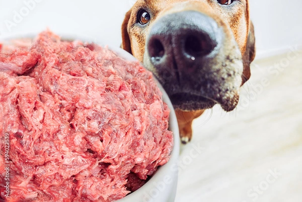 Fototapeta Feeding dog Close-up dog and bowl with raw meat food