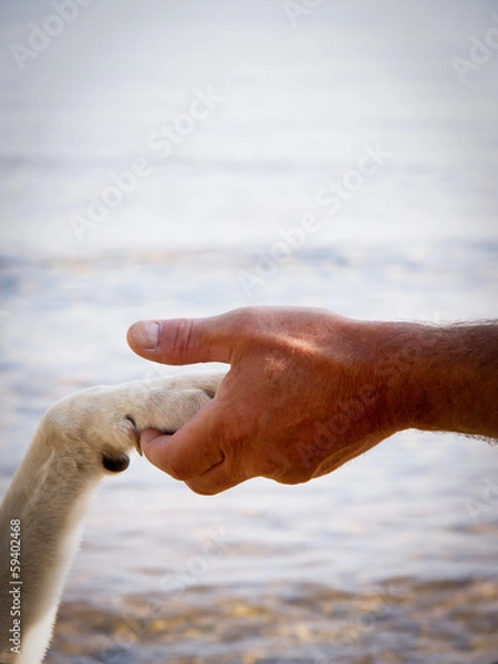 Obraz paw in hand (14)