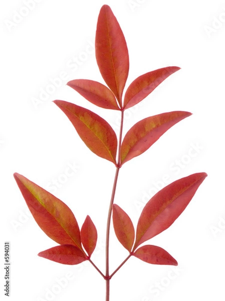 Obraz autumn leaves c