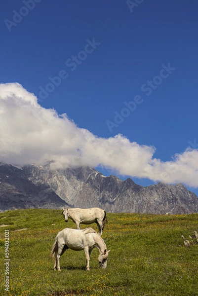 Obraz horses in the mountains