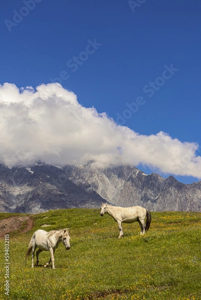 Obraz horses in the mountains