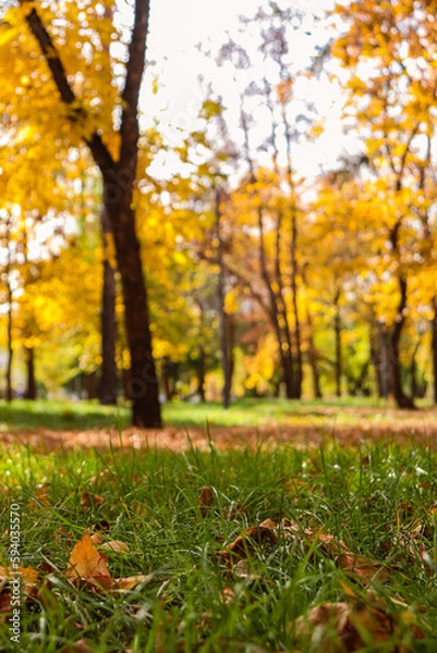Obraz autumn leaves in the park