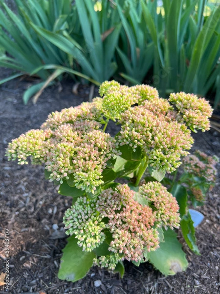 Obraz Seedum ready to bloom