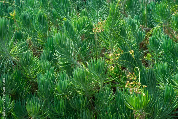 Obraz Narrow-Leaf Chalksticks | Senecio vitalis 