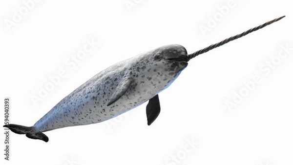 Obraz 3d illustration of a narwhal