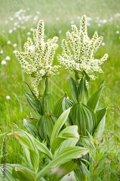 Obraz alpine flower (Veratrum album)