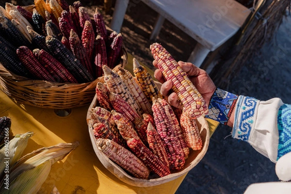 Obraz maíz wixarika