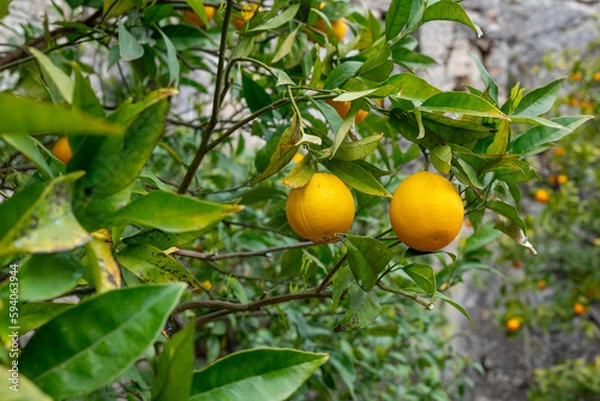 Fototapeta Ripe growing oranges on trees with blurred leaves in the foreground in Limone sul Garda, Italy