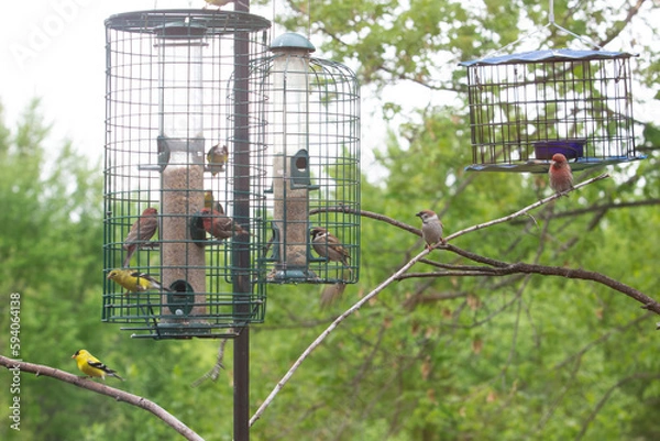 Obraz Feeders are full of birds