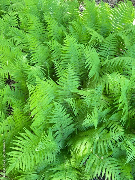 Obraz Fully Ferns