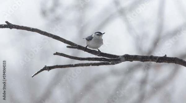 Obraz Nuthatch on branch
