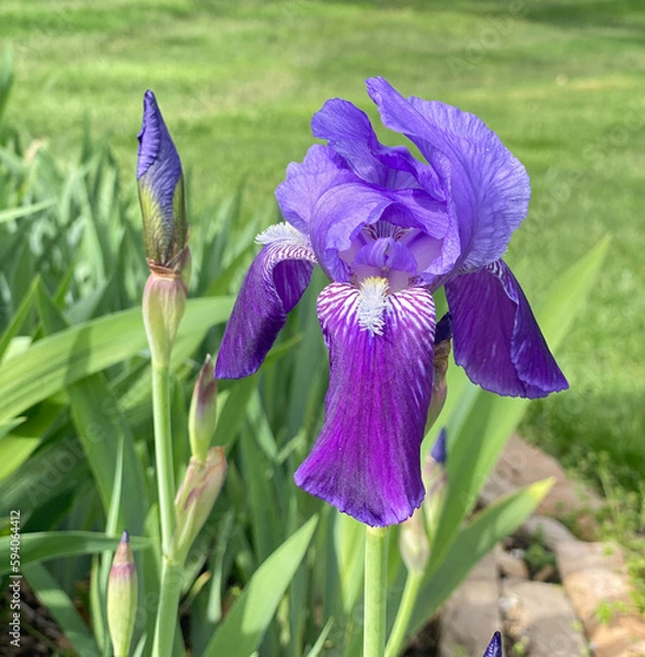 Fototapeta Purple bearded iris
