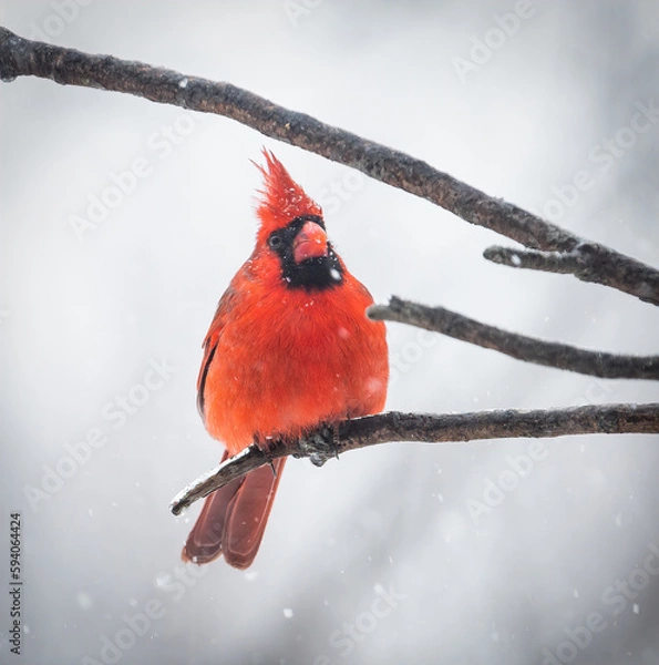 Fototapeta Cardinal on perch while snowing